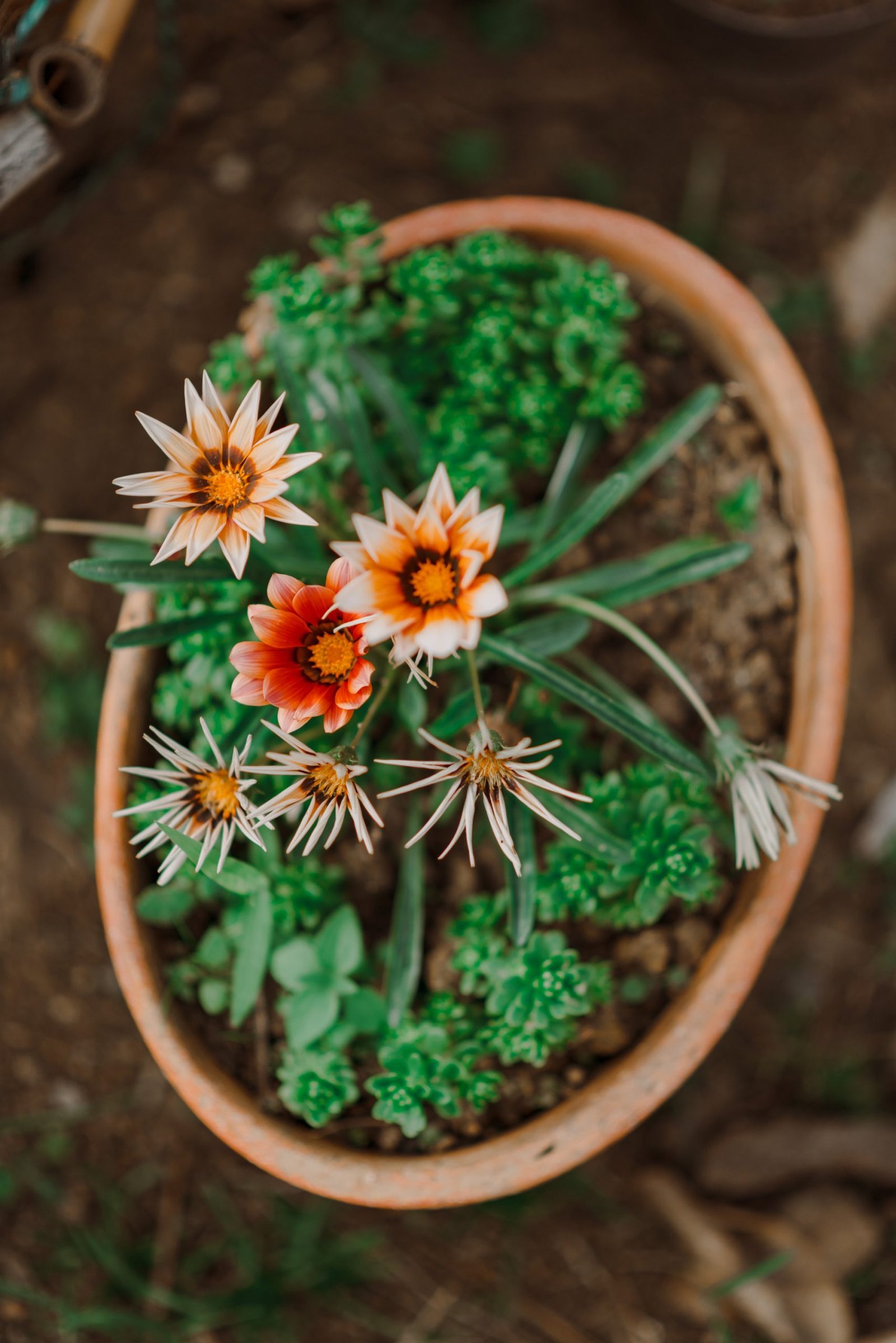 Flores rojas, blancas y amarillas dentro de una matera.